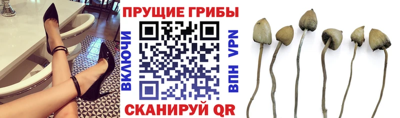 Псилоцибиновые грибы Cubensis  блэк спрут ONION  Ак-Довурак 